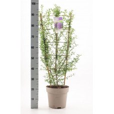 ceanothe concha en espalier 120 cm pot de 7 litres