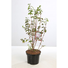 deutzia mont rose en pot de 7.5litres