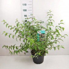 deutzia mont rose en pot de 10 litres