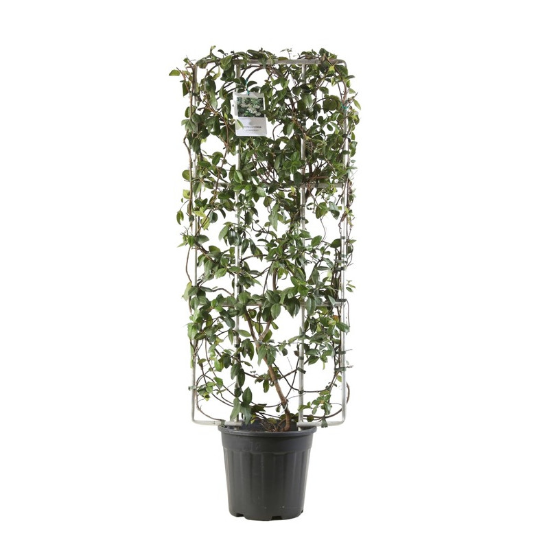 photinia fraseri Red Robin espalier alu. 120 cm x 80 cm en pot de 18 litres photinia fraseri Red Robin espalier alu. 120 cm x 80 cm en pot de 18 litres