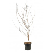 jeune érable champêtre 100/120 cm pot de 7.5 litres