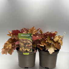 heuchera Marmalade en pot de 2 litres