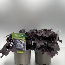 heuchera obsidian en pot de 2 litres