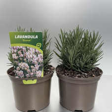 lavande augustifolia rosea en pot de 2 litres