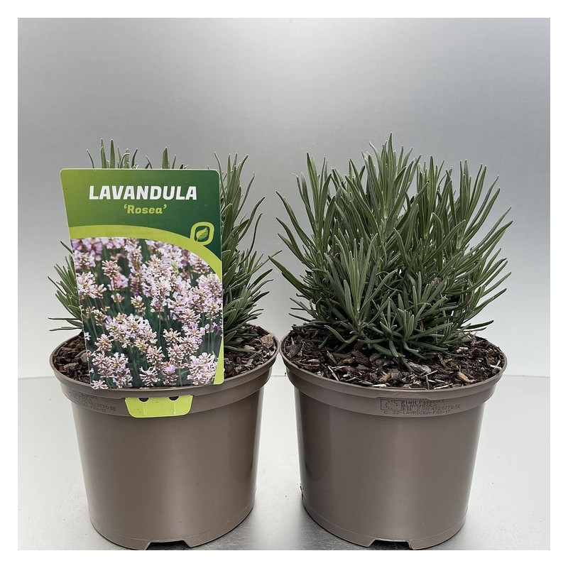 lavande augustifolia rosea en pot de 2 litres