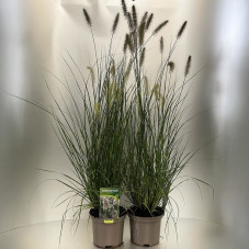 herbe aux écouvillons Hameln - pennisetum en pot de 2 litres