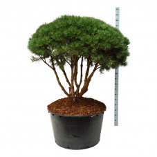 pin sylvestre forme spéciale 125/150 cm - pot de 285 litres - gros sujet