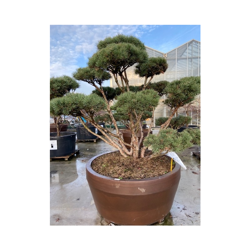 pin sylvestre très gros sujet formé en bonsaï 200/225 cm - pot de 800 litres pin sylvestre très gros sujet formé en bonsaï 200/225 cm - pot de 800 litres