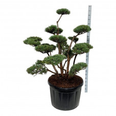 pin sylvestre formé en bonsaï - très gros sujet - pot de  150/175 cm - pot de 270 litres