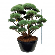 pin sylvestre formé en bonsaï - très gros sujet 175/200 cm - pot de 500 litres