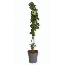 cytise laburnum 150 cm/+ pot de 12 litres