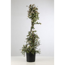 abelia grandiflora 125/150 cm - en pot de 18 litres