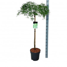 érable du Japon dissectum tige 100 cm - pot de 15 litres