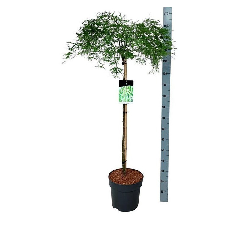 érable du Japon dissectum tige 100 cm - pot de 15 litres