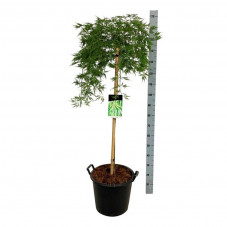 érable du Japon dissectum tige 110 cm pot de 30 litres