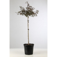 érable du Japon Garnet tige 90 cm pot de 18 litres