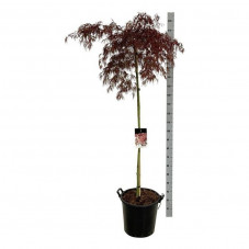 érable du Japon garnet tige 160 cm en pot de 30 litres