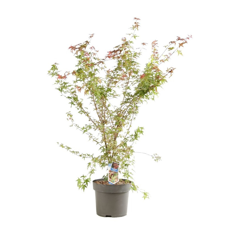 érable du Japon Phoenix 100 cm en pot de 10 litres érable du Japon Phoenix 100 cm en pot de 10 litres