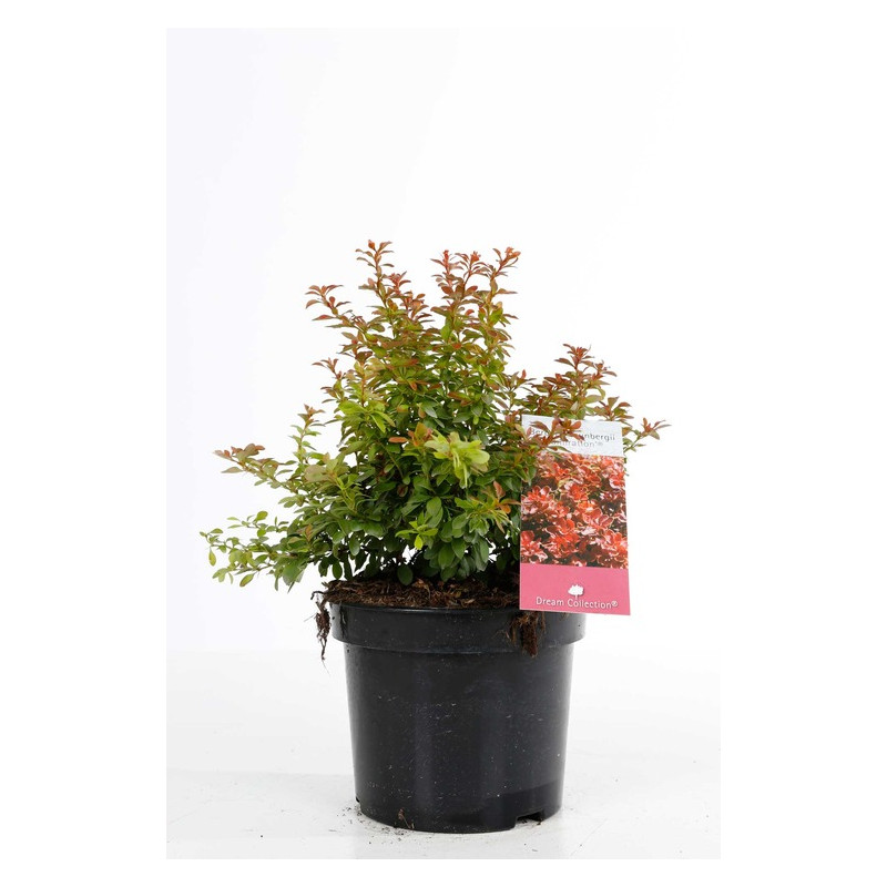 berbéris nain de thunberg admiration en pot de 3 litres 30/35 cm