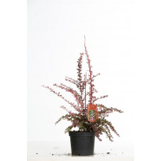 épine vinette - berbéris de Thunberg Harlequin en pot de 3 litres 30/35 cm