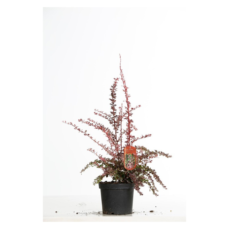 épine vinette - berbéris de Thunberg Harlequin en pot de 3 litres 30/35 cm