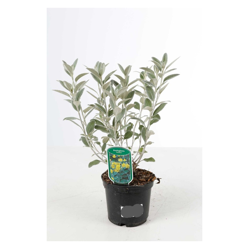 senecio Sunshine en pot de 2 litres senecio Sunshine en pot de 2 litres