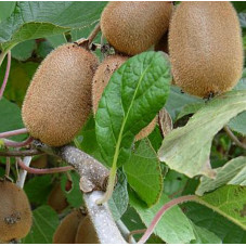 fruits du kiwi mâle Atlas