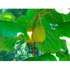 fruit du Kiwi Hayward