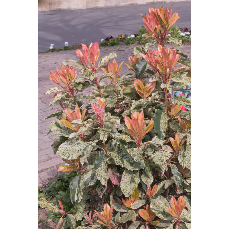 photinia Pink Crispy