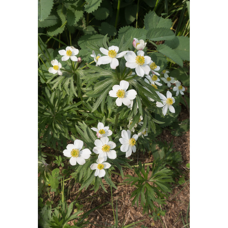 anémone Sylvestre anémone Sylvestre