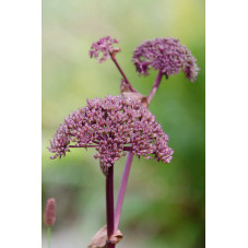 angélique à fleurs pourpres