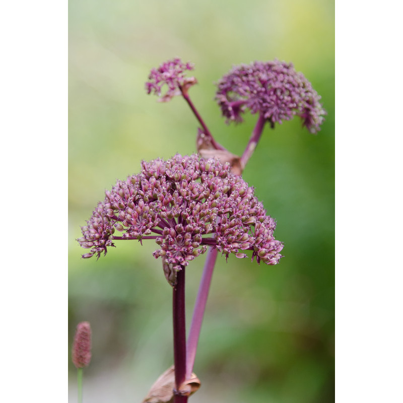 angélique à fleurs pourpres