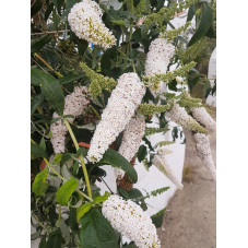 fleurs du buddleja blanc - arbre à papillons