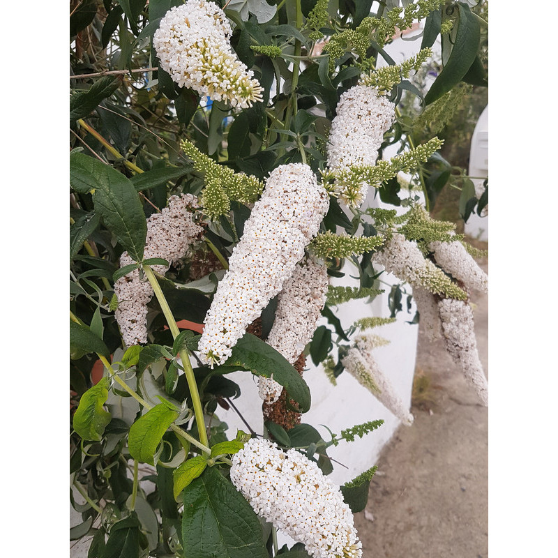 fleurs du buddleja blanc - arbre à papillons