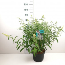 arbre à papillon - buddleja blanc en pot de 10 litres - 80 cm