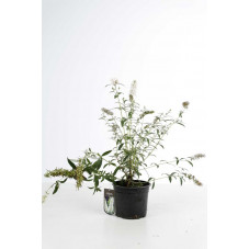 arbre à papillon - buddleja blanc en pot de 3 litres