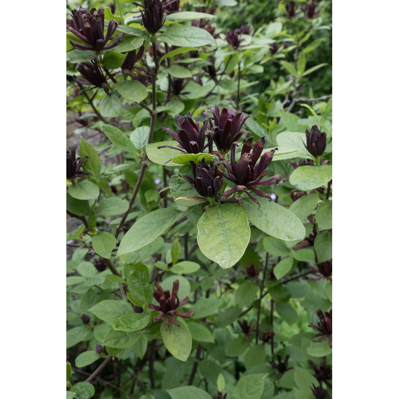 calycanthus floridus - arbre aux anémones