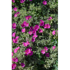cistus pulvérulent