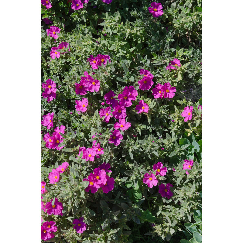 cistus pulvérulent cistus pulvérulent