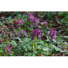 corydale à fleurs pourpres