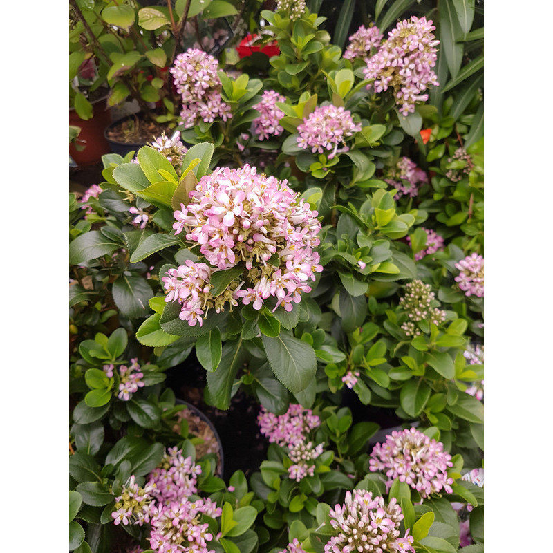 escallonia laevis Pink Elle - floraison