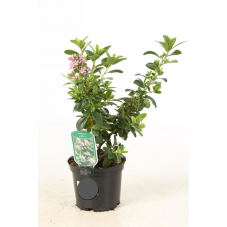 escallonia laevis pink elle en pot de 2 litres