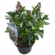 escallonia laevis Pink Elle en pot de 4 litres