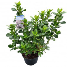 escallonia laevis Pink Elle en pot de 7.5 litres