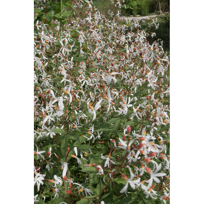 Spirée à trois feuilles - Gillenia trifoliata