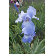 iris germanica bleu ciel babbeling brook
