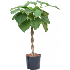 ficus umbellata tige torsadée 100 cm