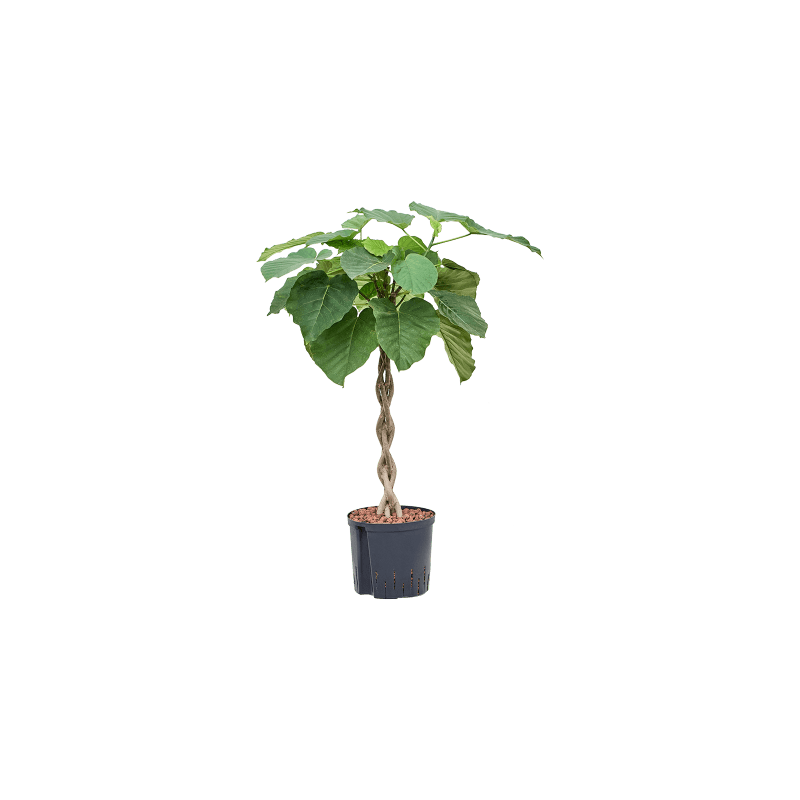 ficus umbellata tige torsadée 100 cm