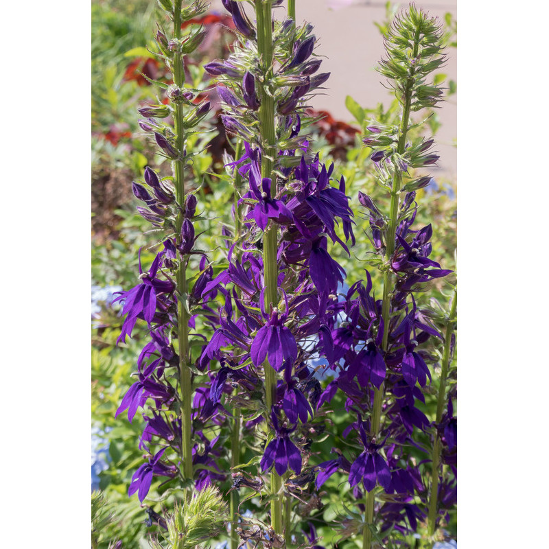 lobelia starship blue floraison