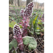 petasites hybrides - chapeau du diable